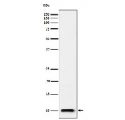 Western blot testing of human 293T cell lysate with UBA52 antibody. Predicted molecular weight ~15 kDa, commonly observed at 10-15 kDa.