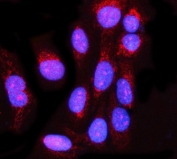 Immunofluorescent staining of FFPE human U-2 OS cells with MIS12 antibody (red) and DAPI nuclear stain (blue). HIER: steam section in pH6 citrate buffer for 20 min.