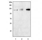 Western blot testing of 1) human A431, 2) human HepG2 and 3) mouse lung tissue lysate with Myosin IB antibody. Predicted molecular weight: 125-132 kDa (two isoforms).