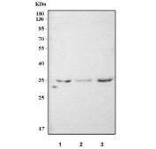 Western blot testing of human 1) HEL, 2) A549 and 3) SiHa cell lysate with NOSIP antibody. Predicted molecular weight ~35 kDa.