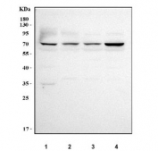 Western blot testing of human 1) HeLa, 2) 293T, 3) HepG2 and 4) Caco-2 cell lysate with LHX6 antibody. Predicted molecular weight: 38-43 kDa (multiple isoforms) but can be observed at higher molecular weights when complexed with PITX2.