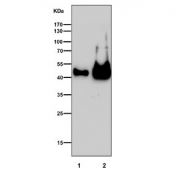 Western blot testing of human 1) HepG2 and 2) MCF7 cell lysate with Keratin 19 antibody. Predicted molecular weight ~43 kDa.