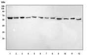 Western blot testing of 1) human HepG2, 2) human Jurkat, 3) human Caco-2, 4) human K562, 5) human U-2 OS, 6) human 293T, 7) human SH-SY5Y, 8) human RT4, 9) rat liver, 10) rat PC-12, 11) mouse liver and 12) mouse RAW264.7 cell lysate with MOCS1 antibody. Predicted molecular weight ~70 kDa.