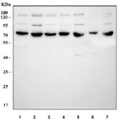 Western blot testing of 1) human Jurkat, 2) human 293T, 3) human RT4, 4) human PC-3, 5) rat testis, 6) mouse ovary and 7) mouse testis tissue lysate with OVGP1 antibody. Predicted molecular weight ~75 kDa but may be observed at higher molecular weights due to glycosylation.