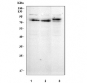 Western blot testing of human 1) MCF7, 2) HepG2 and 3) A549 cell lysate with MISP antibody. Predicted molecular weight ~75 kDa.