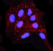 Immunofluorescent staining of FFPE human U-2 OS cells with MISP antibody (red) and DAPI nuclear stain (blue). HIER: steam section in pH6 citrate buffer for 20 min.