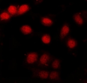 Immunofluorescent staining of FFPE human A549 cells with NCBP2 antibody (red). HIER: steam section in pH6 citrate buffer for 20 min.
