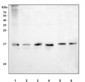 Western blot testing of 1) human CCRF-CEM, 2) human HeLa, 3) human U-251, 4) human SH-SY5Y, 5) rat C6 and 6) mouse NIH 3T3 cell lysate with NCBP2 antibody. Predicted molecular weight ~18 kDa.