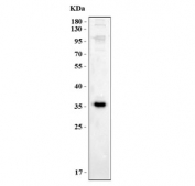 Western blot testing of human RT4 cell lysate with Modulator of apoptosis 1 antibody. Predicted molecular weight ~40 kDa, commonly observed at 35-40 kDa.