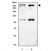 Western blot testing of human 1) SW620 and 2) U-2 OS cell lysate with MUC3A/B antibody. Predicted molecular weight ~345 kDa but may be observed at higher molecular weights due to glycosylation.