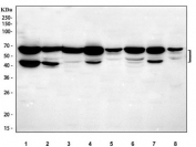 Western blot testing of 1) human HepG2, 2) human HaCaT, 3) rat liver, 4) rat RH35, 5) rat C6, 6) mouse liver, 7) mouse HEPA1/6 and 8) mouse NIH 3T3 cell lysate with NELF antibody. Predicted molecular weight ~44 kDa and 57-60 kDa (multiple isoforms).