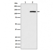 Western blot testing of lysate from human HeLa cells 1) untreated and 2) pervanadate-treated, with Phospho-CBL antibody.