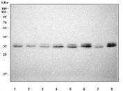 Western blot testing of human 1) HeLa, 2) HepG2, 3) A549, 4) RT4, 5) SiHa, 6) HaCaT, 7) Caco-2 and 8) PC-3 cell lysate with Prostaglandin reductase 1 antibody. Predicted molecular weight: ~33 kDa and ~36 kDa (two isoforms).