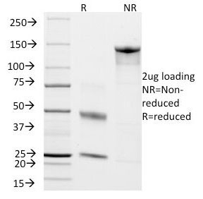 SDS-PAGE analysis of purified, BSA-free CD45RO antibody (clone T200/797) a