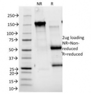 SDS-PAGE Analysis of Purified, BSA-Free CD25 Antibody (clone 143-13). Confirmation of Integrity and Purity of the Antibody.