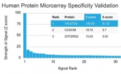 Analysis of HuProt(TM) microarray containing more than 19,000 full-length human proteins using TROP2 antibody (clone TACSTD2/2153). These results demonstrate the foremost specificity of the TACSTD2/2153 mAb. Z- and S- score: The Z-score represents the strength of a signal that an antibody (in combination with a fluorescently-tagged anti-IgG secondary Ab) produces when binding to a particular protein on the HuProt(TM) array. Z-scores are described in units of standard deviations (SD's) above the mean value of all signals generated on that array. If the targets on the HuProt(TM) are arranged in descending order of the Z-score, the S-score is the difference (also in units of SD's) between the Z-scores. The S-score therefore represents the relative target specificity of an Ab to its intended target.