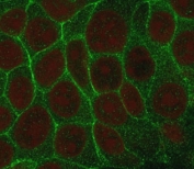 Immunofluorescent staining of human MCF7 cells with TROP2 antibody (green) and Reddot nuclear stain (red).