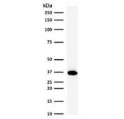 Western blot testing of human Raji cell lysate with BOB-1 antibody (clone PD2AF1-1). Predicted molecular weight: ~28 kDa (unmodified), 35-40 kDa (ubiquitinated).