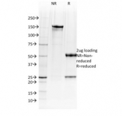 SDS-PAGE analysis of purified, BSA-free BOB1 antibody (clone BOB1/2423) as confirmation of integrity and purity.