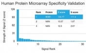 Analysis of HuProt(TM) microarray containing more than 19,000 full-length human proteins using BOB1 antibody (clone BOB1/2423). These results demonstrate the foremost specificity of the BOB1/2423 mAb. Z- and S- score: The Z-score represents the strength of a signal that an antibody (in combination with a fluorescently-tagged anti-IgG secondary Ab) produces when binding to a particular protein on the HuProt(TM) array. Z-scores are described in units of standard deviations (SD's) above the mean value of all signals generated on that array. If the targets on the HuProt(TM) are arranged in descending order of the Z-score, the S-score is the difference (also in units of SD's) between the Z-scores. The S-score therefore represents the relative target specificity of an Ab to its intended target.