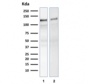 Western blot testing of human 1) U-87 MG and 2) ThP-1 cell lysate with Vinculin antibody. Predicted molecular weight ~124 kDa.