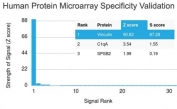 Analysis of HuProt(TM) microarray containing more than 19,000 full-length human proteins using Vinculin antibody (clone VCL/2575). These results demonstrate the foremost specificity of the VCL/2575 mAb. Z- and S- score: The Z-score represents the strength of a signal that an antibody (in combination with a fluorescently-tagged anti-IgG secondary Ab) produces when binding to a particular protein on the HuProt(TM) array. Z-scores are described in units of standard deviations (SD's) above the mean value of all signals generated on that array. If the targets on the HuProt(TM) are arranged in descending order of the Z-score, the S-score is the difference (also in units of SD's) between the Z-scores. The S-score therefore represents the relative target specificity of an Ab to its intended target.