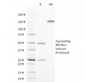 SDS-PAGE analysis of purified, BSA-free TCL1 antibody (clone TCL1/2078) as confirmation of integrity and purity.