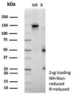 SDS-PAGE analysis of purified, BSA-free ZNF488 antibody (clone PCRP-ZNF488-2D8) as confirmation of integrity and purity.