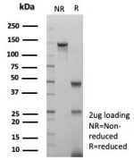 SDS-PAGE analysis of purified, BSA-free Ki67 antibody (clone MKI67/8743) as confirmation of integrity and purity.