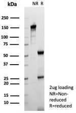 SDS-PAGE analysis of purified, BSA-free TPH1 antibody (clone TPH1/7661) as confirmation of integrity and purity.
