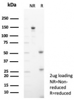 SDS-PAGE analysis of purified, BSA-free TPH1 antibody (clone TPH1/7662) as confirmation of integrity and purity.
