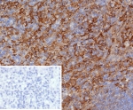 IHC staining of FFPE human spleen tissue with CD163 antibody (clone M130/8361R). Inset: PBS used in place of primary Ab (secondary Ab negative control). HIER: boil tissue sections in pH 9 10mM Tris with 1mM EDTA for 20 min and allow to cool before testing.