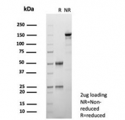 SDS-PAGE analysis of purified, BSA-free CD163L1 antibody (clone CD163L1/7974) as confirmation of integrity and purity.