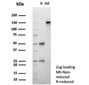 SDS-PAGE analysis of purified, BSA-free CD163L1 antibody (clone CD163L1/7971) as confirmation of integrity and purity.