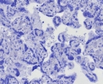Negative control: IHC testing of FFPE human placental tissue with CD163L1 antibody (clone CD163L1/7972) at 2ug/ml. HIER: boil tissue sections in pH 9 10mM Tris with 1mM EDTA for 20 min and allow to cool before testing.