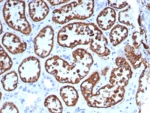 IHC staining of FFPE human kidney tissue with FGF23/4579 at 2ug/ml. HIER: boil tissue sections in pH 9 10mM Tris with 1mM EDTA for 20 min and allow to cool before testing.