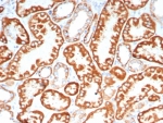 IHC staining of FFPE human kidney tissue with FGF23/4580 at 2ug/ml. HIER: boil tissue sections in pH 9 10mM Tris with 1mM EDTA for 20 min and allow to cool before testing.
