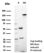 SDS-PAGE analysis of purified, BSA-free FGF23 antibody (clone FGF23/4580) as confirmation of integrity and purity.