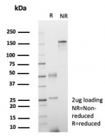 SDS-PAGE analysis of purified, BSA-free FGF23 antibody (clone FGF23/6371) as confirmation of integrity and purity.