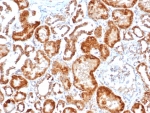 IHC staining of FFPE human kidney tissue with FGF23/6404 at 2ug/ml. HIER: boil tissue sections in pH 9 10mM Tris with 1mM EDTA for 20 min and allow to cool before testing.