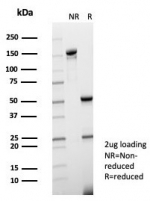 SDS-PAGE analysis of purified, BSA-free FGF23 antibody (clone FGF23/6404) as confirmation of integrity and purity.