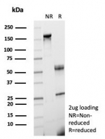 SDS-PAGE analysis of purified, BSA-free FGF23 antibody (clone FGF23/6406) as confirmation of integrity and purity.
