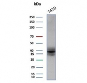 Western blot testing of human T-47D cell lysate with FGF23 antibody (clone FGF23/131). Predicted molecular weight: 28-32 kDa but may be observed at higher molecular weights due to glycosylation.