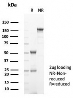 SDS-PAGE analysis of purified, BSA-free FGF23 antibody (clone FGF23/131) as confirmation of integrity and purity.