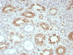 IHC staining of FFPE human kidney tissue with FGF23 antibody (clone FGF23/131). HIER: boil tissue sections in pH 9 10mM Tris with 1mM EDTA for 20 min and allow to cool before testing.
