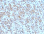 IHC staining of FFPE human adrenal gland tissue with Purified Periostin (POSTN) antibody (clone POSTN/3502).