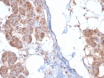 IHC staining of FFPE human salivary gland tissue with Creatine kinase B antibody (clone CKBB/6567). HIER: boil tissue sections in pH 9 10mM Tris with 1mM EDTA for 20 min and allow to cool before testing.
