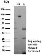 SDS-PAGE analysis of purified, BSA-free recombinant Creatine kinase B antibody (clone rCKBB/8841) as confirmation of integrity and purity.