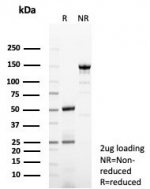 SDS-PAGE analysis of purified, BSA-free GFRP antibody (clone GCHFR/7731) as confirmation of integrity and purity.