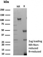 SDS-PAGE analysis of purified, BSA-free Creatine kinase B antibody (clone CKBB/8840R) as confirmation of integrity and purity.